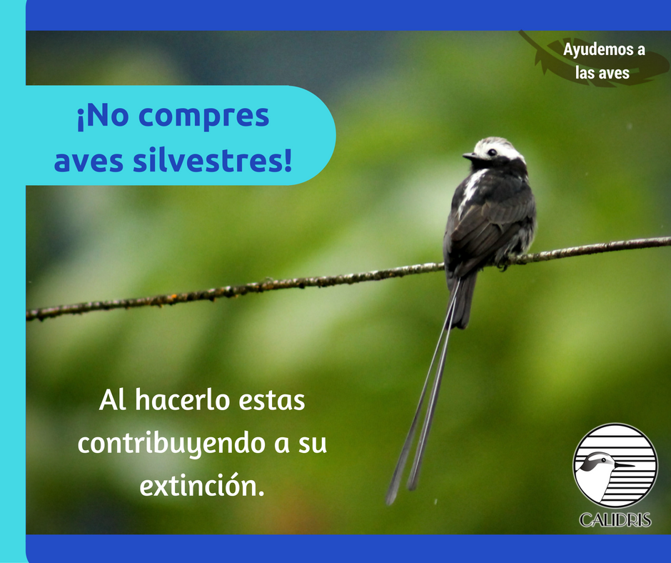 ¡No compres aves! #JuntosPorLasAves