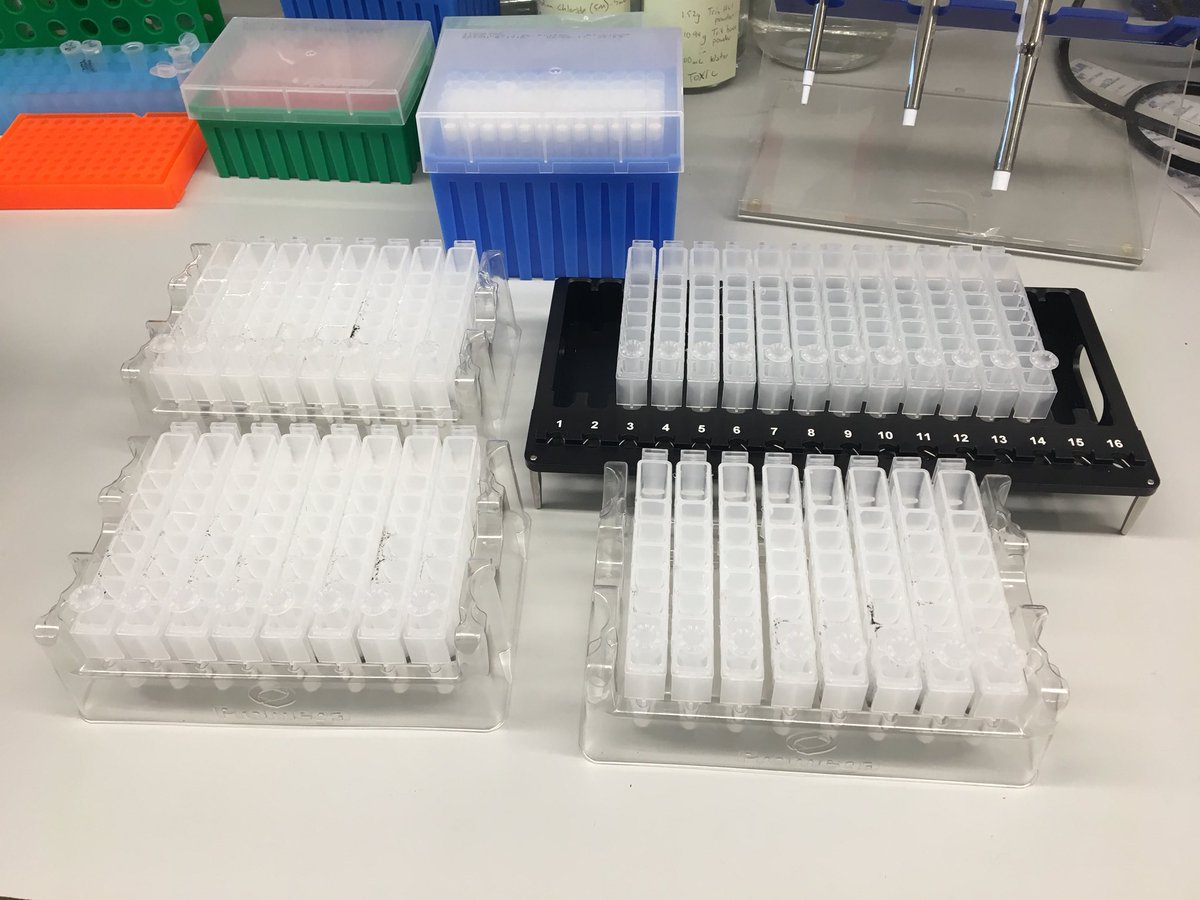 I did all my RNA extractions today for an RNAseq project. Another step closer!