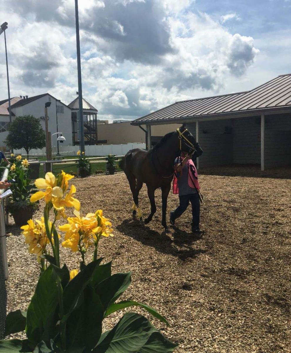 GrandGestureStb's tweet photo. Bold Concept raced great again, finishing second - she will get 'em next time (Photos by Brooke Kegebein of race marketing) @IGTammy https://t.co/9OlL850Q1B