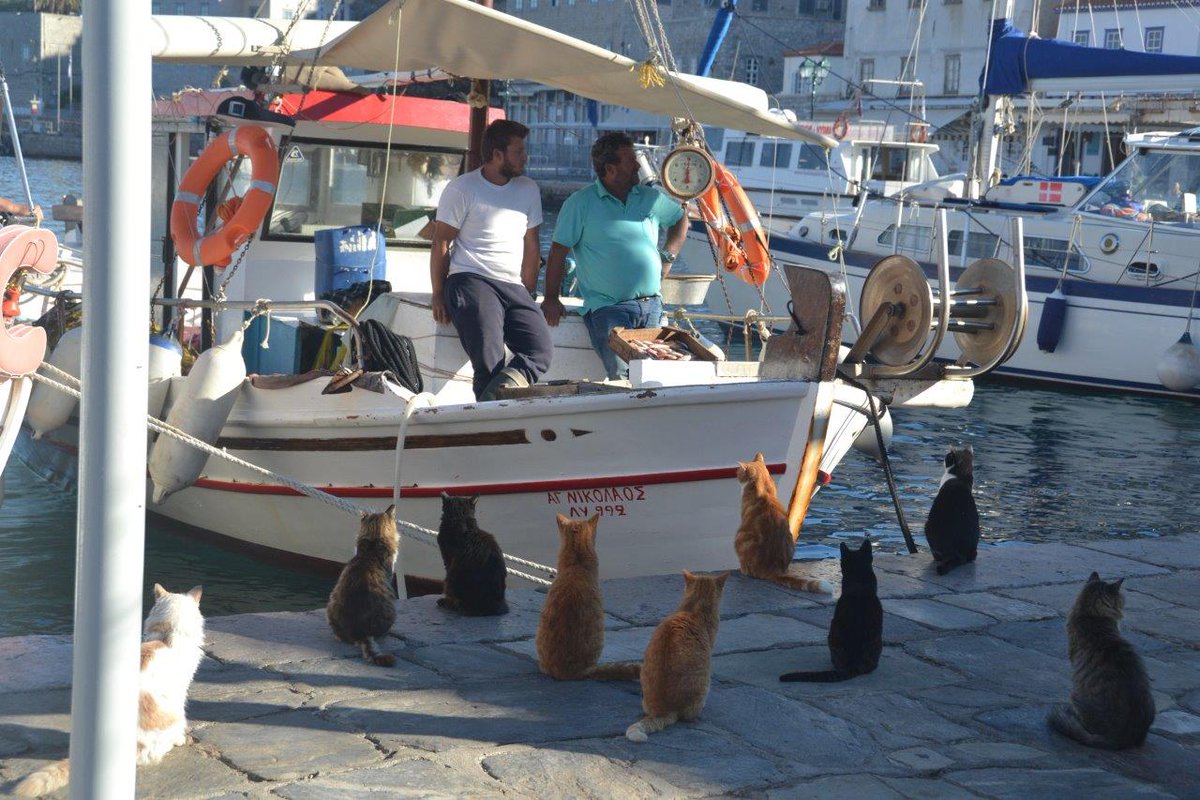 On Hydra in Greece, the cats were patiently waiting for today's catch. #UnitedJourneyContest