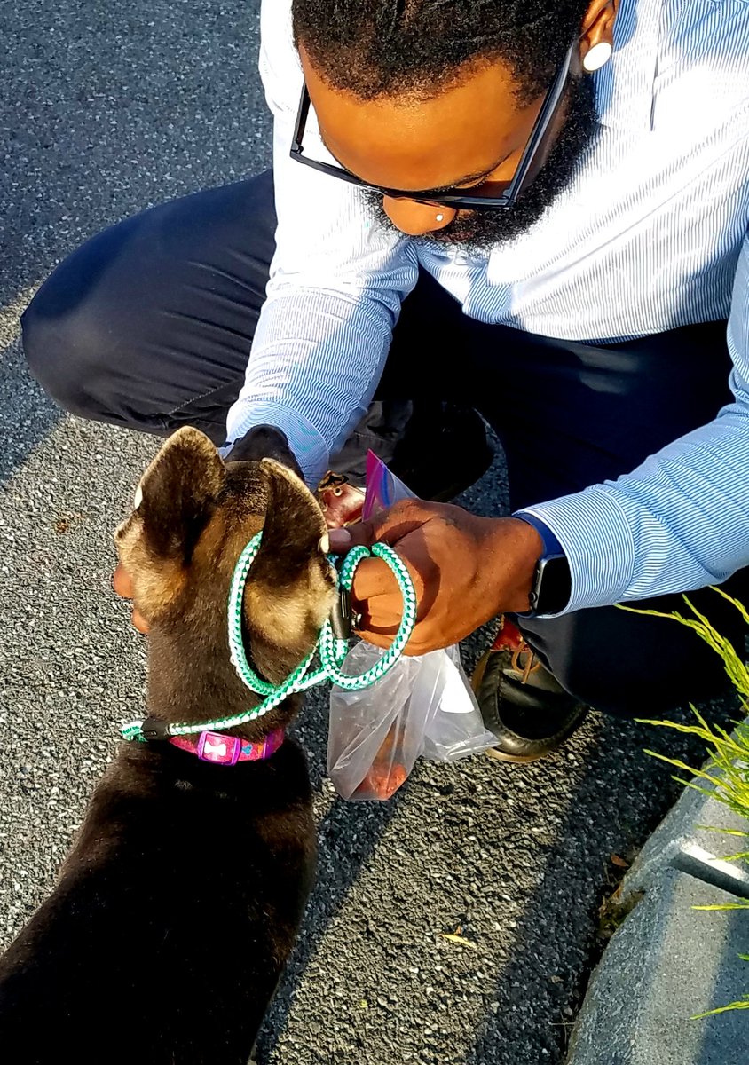 TheLuckyPupp's tweet photo. When your a #USNavy struggling PTSD, TBI, permanent injuries from a terrible MVA, &amp; u meet your future Service Dog 4 the 1st time. Princess Annie will b going on 2 do some very important work. Rescued from a wretched backyard breeding pit 2 K9 Superstar makes 4 a #LuckyPupp https://t.co/O6cb8t0OAS