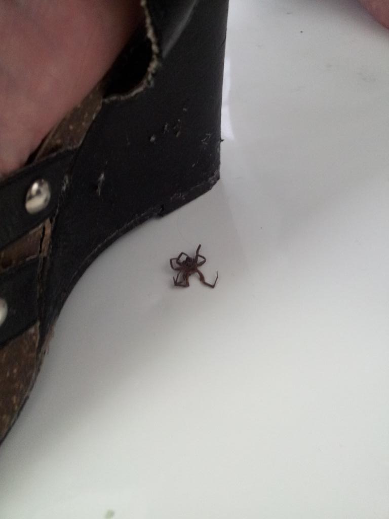 BmoreBJaimes's tweet photo. FATAL PRESSURE,CRUSH FETISH,SEXY EXTERMINATOR!!! https://t.co/9EYORovF1X