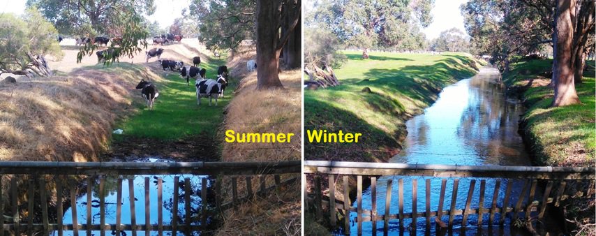 NeilDDixon's tweet photo. What the cows drop in the drains in summer, the downstream lakes and #WAEstuaries cop in winter ☹️ Good news but, the farmer wants 1 of our new @PeelHarveyCC small weirs built here to slow things down 😀 Its a start! #Healthywaterways #Phosphorus #Mandurah https://t.co/2Fsp2lQ2E0
