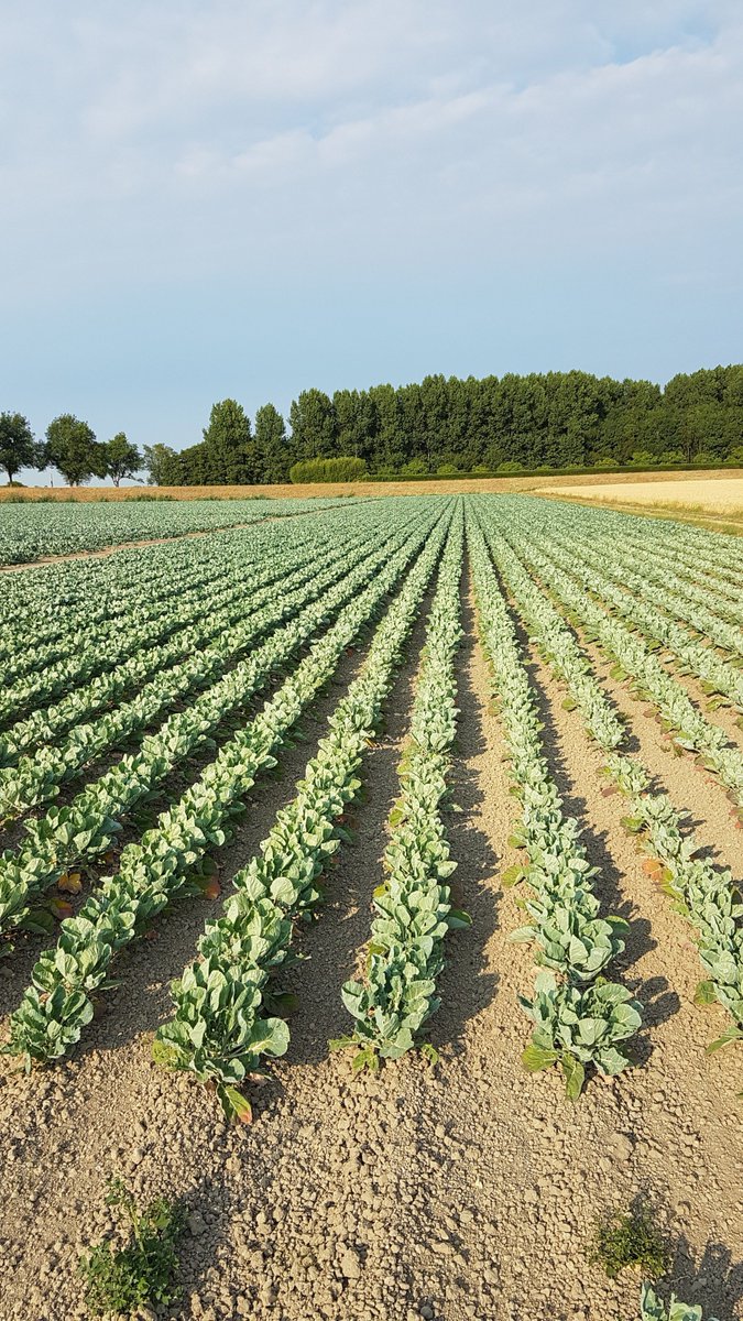 What a great picture we received from ouw grower! #BrusselsSprouts, a typical Dutch vegetable we Dutch love to eat in the winter, growing under the sun.
Dutch Brussels Sprouts now available <a href="/Levarht/">Levarht</a> !