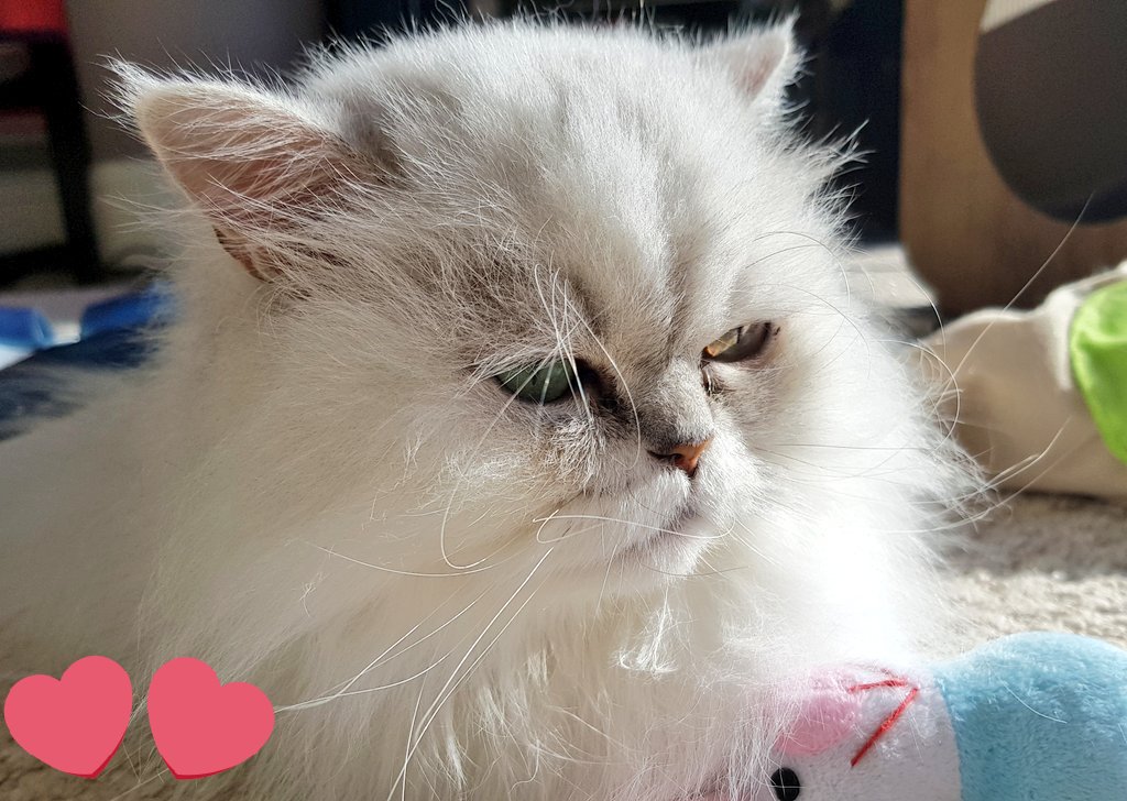 Alex_Ruani's tweet photo. #InternationalCatDay But she thinks every day is her day!!! #Coco #CatsOfTwitter #Persian #fluffmate https://t.co/k6udq55HH4