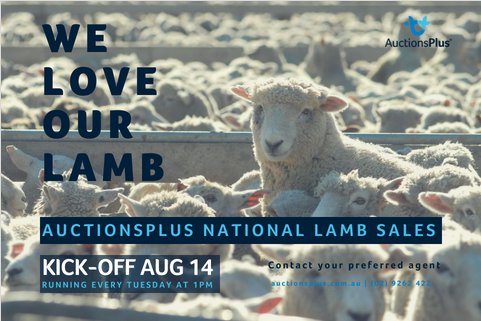 They're back! Our weekly National Lamb Sales are kicking off again on the 14th of August. Reach a national audience, sell your lambs on AuctionsPlus