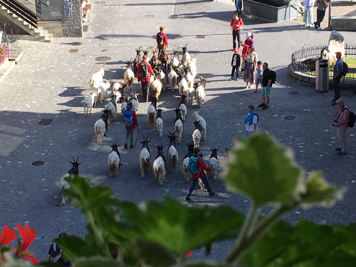 The celebrities of Zermatt walking passed the church place! See them daily at 9.00 am &amp; 5.00 pm #zermatt #zermattmatterhorn #blackneckgoats
