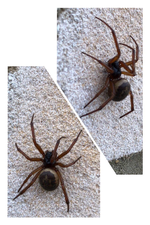 djallbury's tweet photo. Any spider experts on here able to elaborate if this one climbing brickwork like Spider-Man is to be cautious of, seen plenty knocking about but always wary? @BritishSpiders #Spiders #SpiderExpert https://t.co/mzZ7pgJo89
