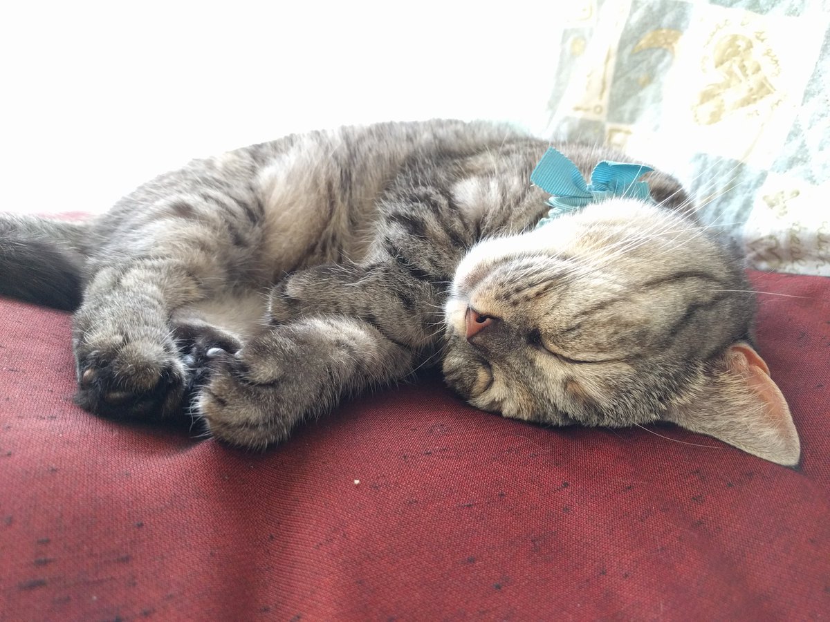 catnap707's tweet photo. うちの子の寝顔を見て欲しい。
#世界猫の日 

#猫 #ネコ #ねこ #ねこ部 #マンチカン #マンチカン部 #キジトラ #cat #kot #gato #katze  #chat #chatte #gatto #myau #mijav #miao #yaong  #кошка #Мяу #munchkin https://t.co/xAA7sRB2No