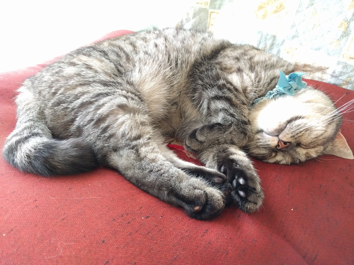 catnap707's tweet photo. うちの子の寝顔を見て欲しい。
#世界猫の日 

#猫 #ネコ #ねこ #ねこ部 #マンチカン #マンチカン部 #キジトラ #cat #kot #gato #katze  #chat #chatte #gatto #myau #mijav #miao #yaong  #кошка #Мяу #munchkin https://t.co/xAA7sRB2No