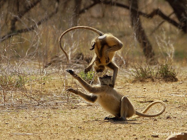 SaevusWildlife's tweet photo. #thefight
Langurs fight it out in a #sariska summer
Photo: Shivang Mehta
#langurs #fightoftheday #fightclub #summerfight #Shivangmehta #langurfight #Saevuswildlife #photooftheday https://t.co/UTNJJaN3YZ