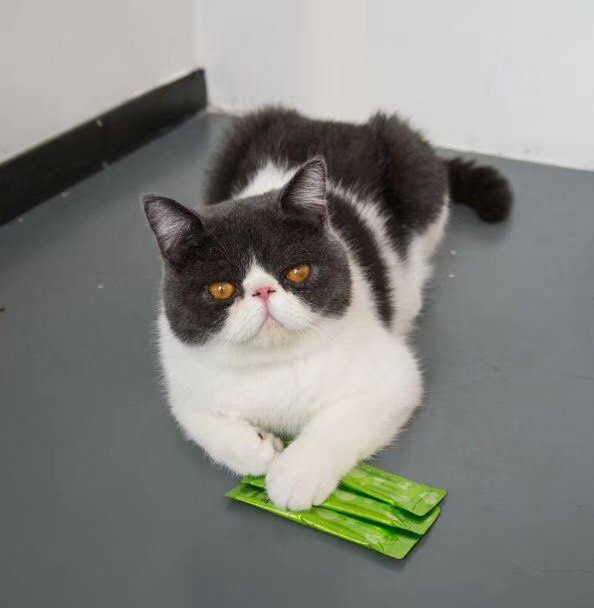 HofulShutter's tweet image. I m a Veggie, i eat green~ #InternationalCatDay