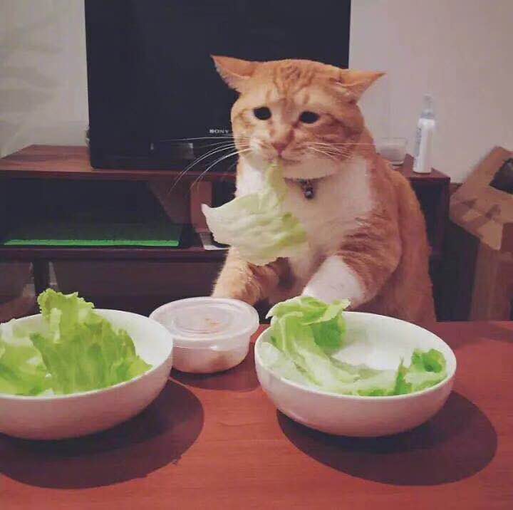 HofulShutter's tweet image. I m a Veggie, i eat green~ #InternationalCatDay