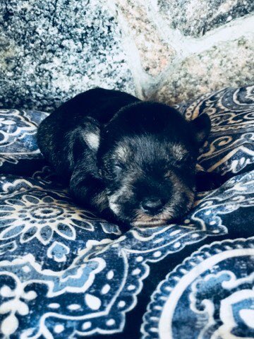 ParadiseK9's tweet photo. Pongo, Baloo, and Willow 💕 #miniatureschnauzerpuppy #miniatureschnauzersoftwitter #miniatureschnauzerlovers #puppylove #puppyforsale https://t.co/lYKxC93X2Z