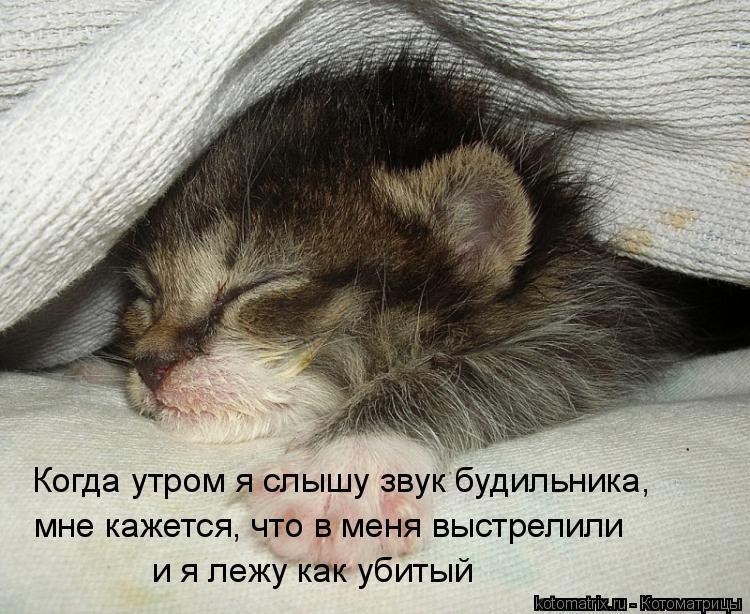 Оригинальные, картинки с надписью доброе утро котенок