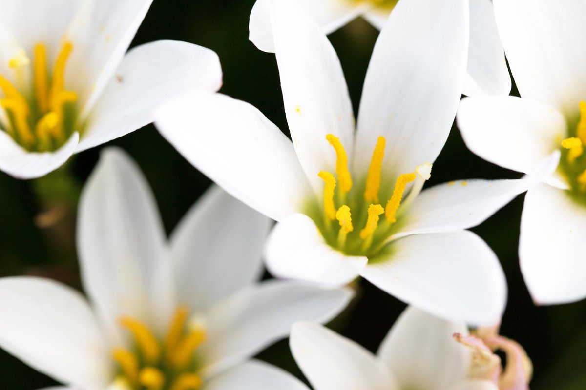 O Xrhsths トコハナロジー Sto Twitter ゼフィランサス 夏を彩る代表花 雨の後に咲かせる綺麗なユリに似た花でレインリリー 雨ユリ と呼ばれるほど 花言葉 汚れなき愛 潔白の愛 清純の愛 清い愛 期待 便りがある