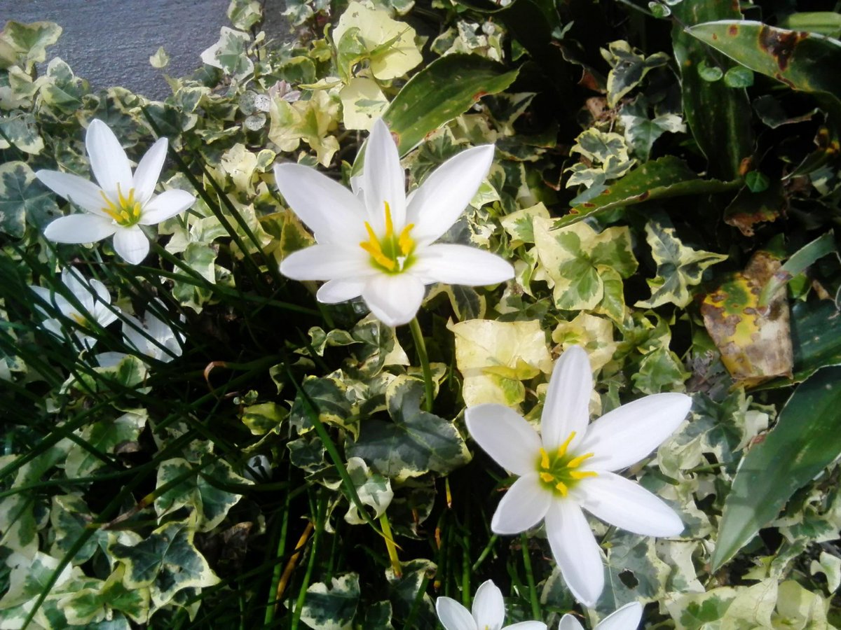 トコハナロジー ゼフィランサス 夏を彩る代表花 雨の後に咲かせる綺麗なユリに似た花でレインリリー 雨ユリ と呼ばれるほど 花言葉 汚れなき愛 潔白の愛 清純の愛 清い愛 期待 便りがある