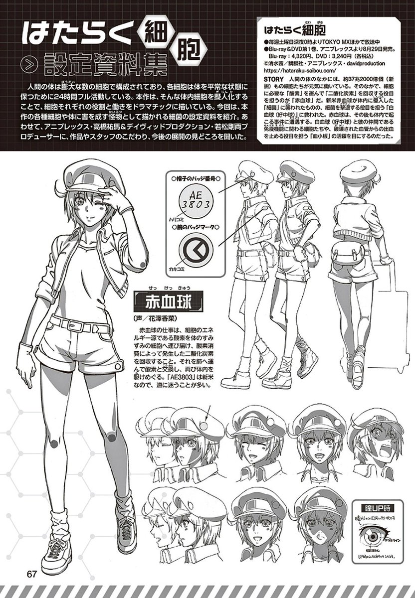 ZeroDS. on X: Hataraku Saibou Anime character designs.    / X