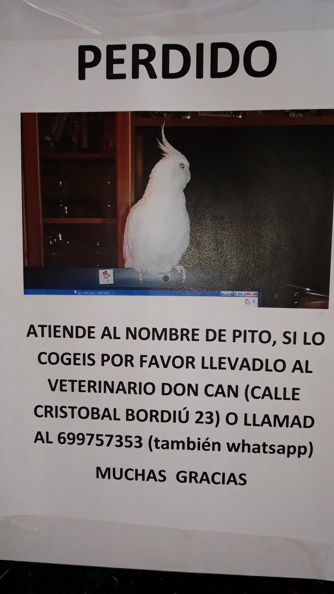 villaiverde's tweet photo. #Buenosdías Hemos visto en #Chamberí este cartel pidiendo ayuda para recuperar a PITO. Deseamos que lo encuentren pronto. Por favor, RT #Madrid #Animales https://t.co/Hk4O4IcaDj