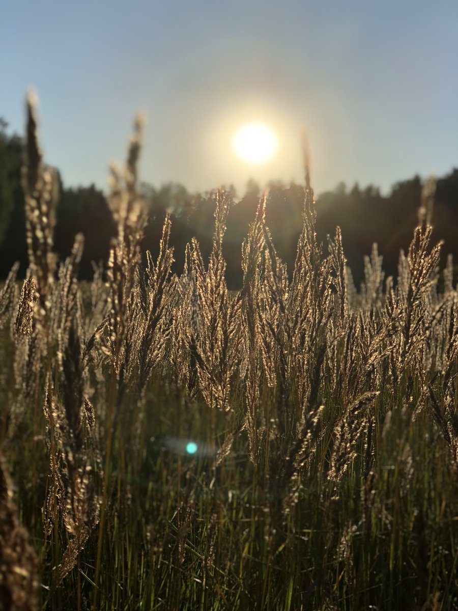 remokuningas's tweet image. Backlit straws
.
.
#nature #natureonly #naturelovers #nature_good #nature_lovers #nature_cuties #summer #summerevening #eveningsun #outdoors #eesti #estonia #bestofthebaltics #natgeo #straws