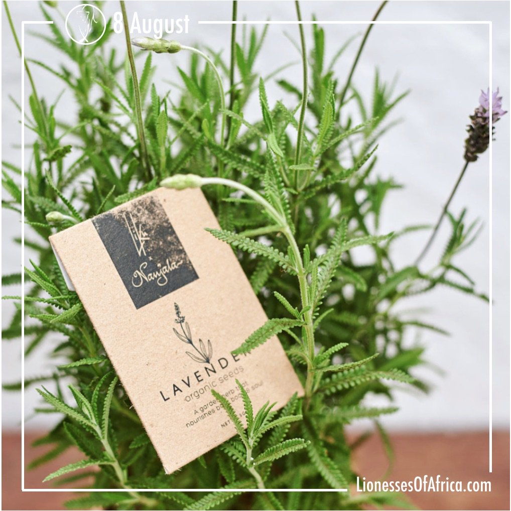 Good Morning Lionesses! The daily newsletter that gets your entrepreneurial day off to the perfect start! Featuring <a href="/ShopNanjala/">Shop Nanjala</a> #Kenya; Lilly Alfonso <a href="/Lilliesa/">이서범</a> #Malawi; Filipa Carreira of Wamina <a href="/WaminaMz/">Wamina</a> #Mozambique. Read today's edition: mailchi.mp/lionessesofafr…