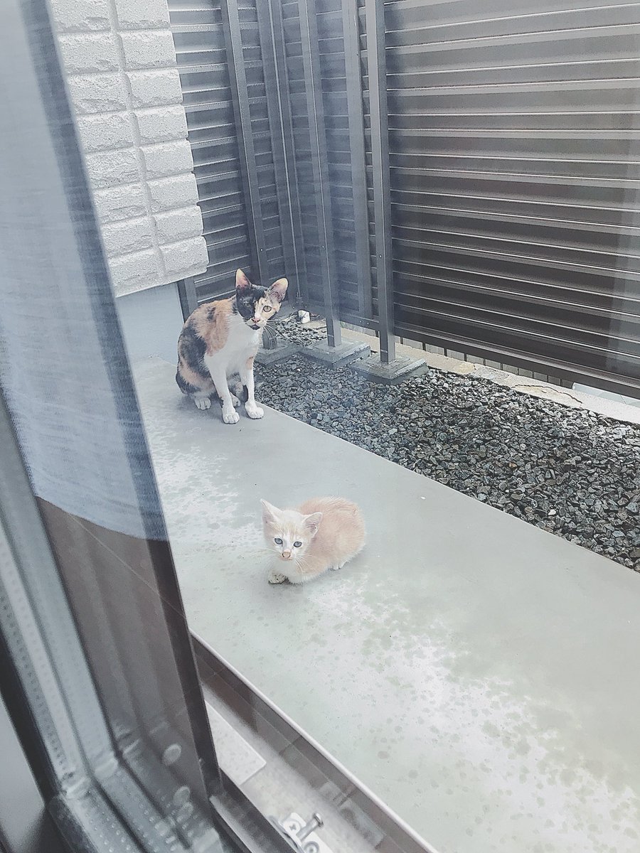 mash_lfc's tweet photo. #世界猫の日🐈

ベランダで雨宿り🐈
と思ってツイッター開いたら今日は猫の日の様で。。。 https://t.co/GIrVPl9UxP