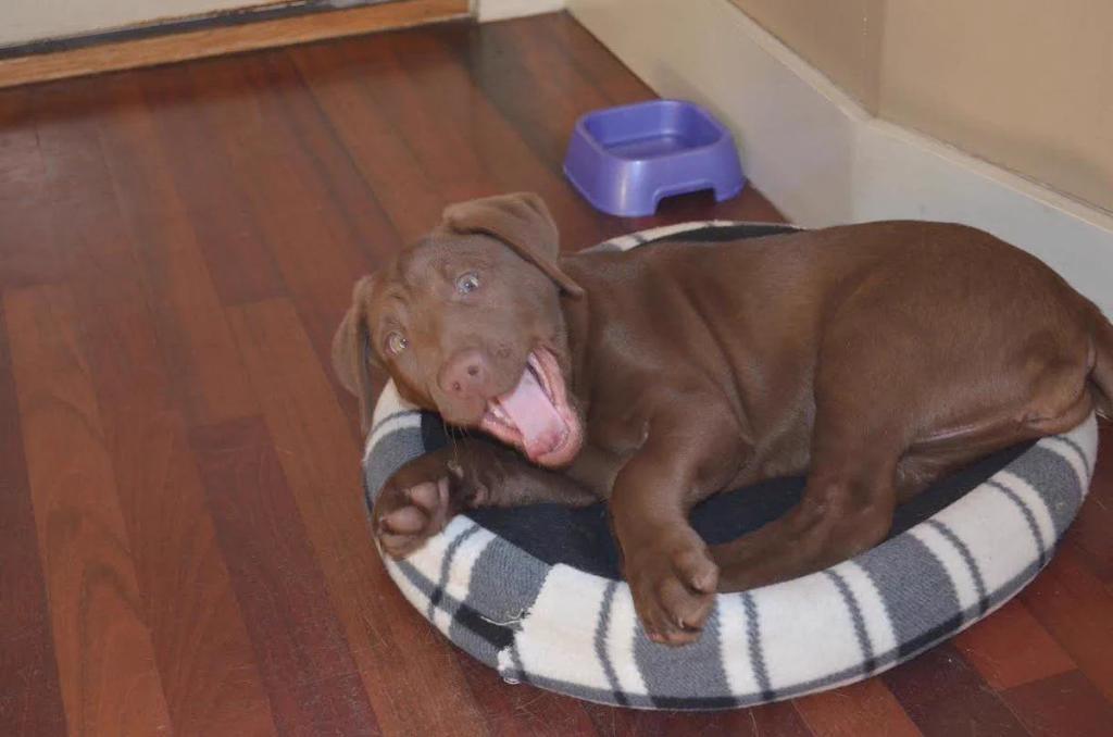 ltspuppy's tweet photo. 50% Pitbull 50% Lab 100% melted my heart ?? https://t.co/EDOGZkVp7X