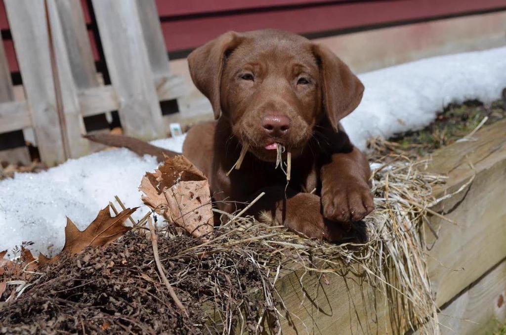 ltspuppy's tweet photo. 50% Pitbull 50% Lab 100% melted my heart ?? https://t.co/EDOGZkVp7X
