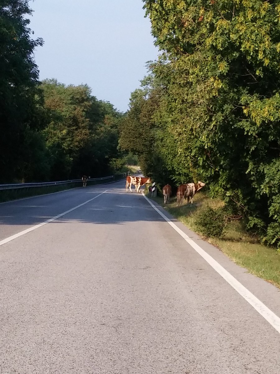 Larrycette's tweet image. Attenzione! #opicina - #fernetti Mucche in mezzo alla strada (di nuovo) #Trieste #TriesteSocial @ComunediTrieste