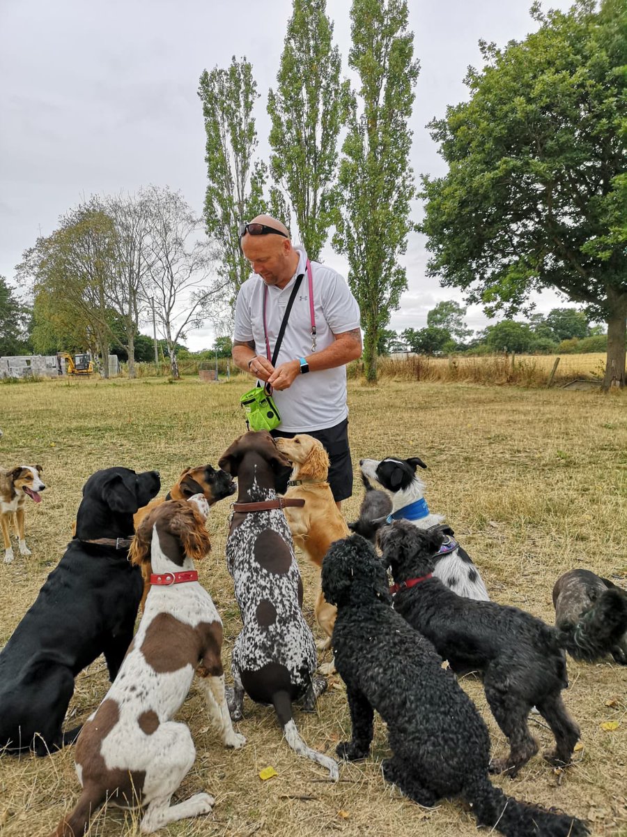 bigmikechilli's tweet photo. #dogwalkingleyland great day out with Canine Capers at Chester #houndwalker https://t.co/MSROFB2l7S