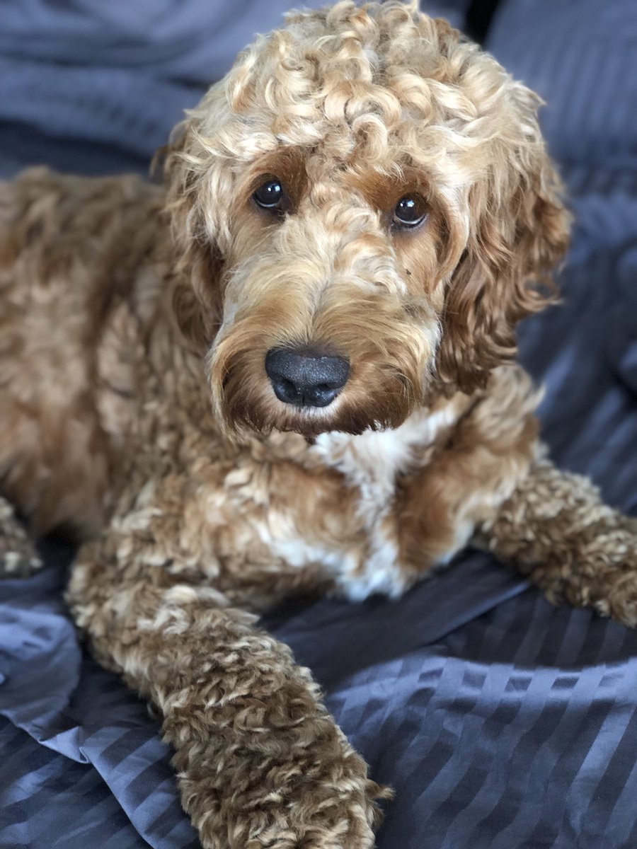 LuckyCockapoo's tweet image. Entitled? Fussy? Me? I just prefer nice high thread count sheets...