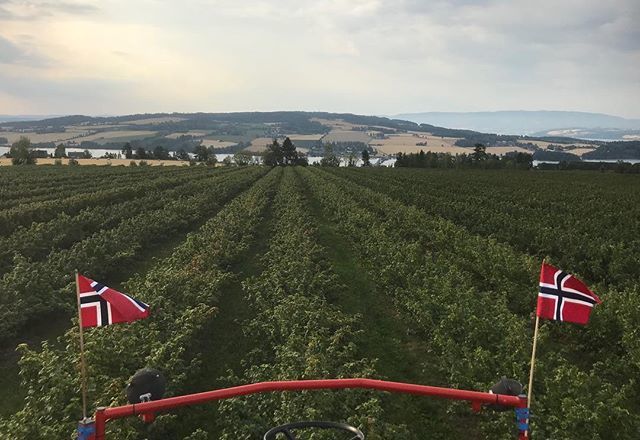 stormstein's tweet image. Solbærinnhøsting 2018/9 #molstadgard #solbærsesongen2018 #blackcurrant ift.tt/2AQtps3