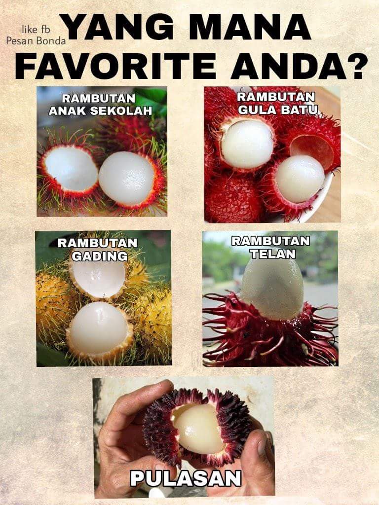 Rambutan gading