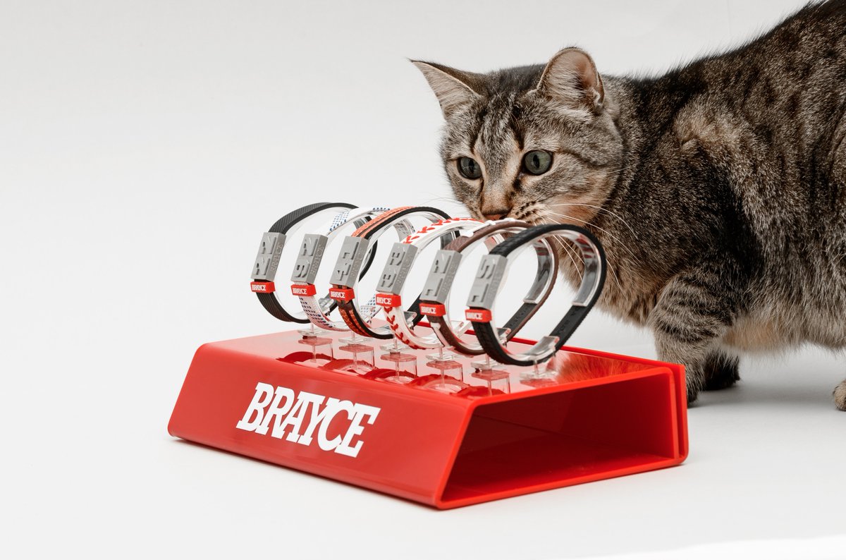 BRAYCEcom's tweet photo. Kitty gefällt das. Dein Katzen-Halsband mit frei wählbarer Nummer. Upps, wir meinten: Dein Trikot am Handgelenk® mit Deiner Nummer. #BRAYCE #Weltkatzentag #katze #katzen #kitty #football #eishockey #baseball #basketball https://t.co/6Iu7vl4t3w