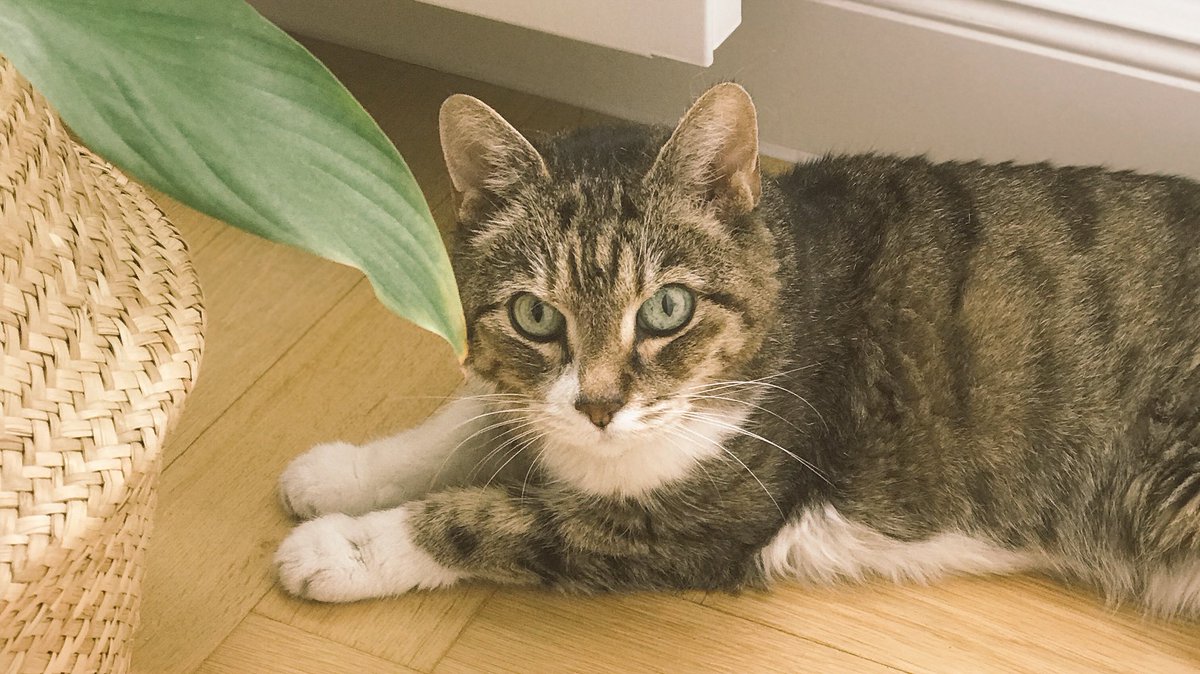 Alexander Muhl Erwagt Doch Mal Zum Weltkatzentag Euch Eine Alte Vielleicht Auch Kranke Katze Aus Dem Tierheim Zu Holen Haben Wir Letztes Jahr Gemacht Sie Aufgepappelt Und Freuen Uns Uber