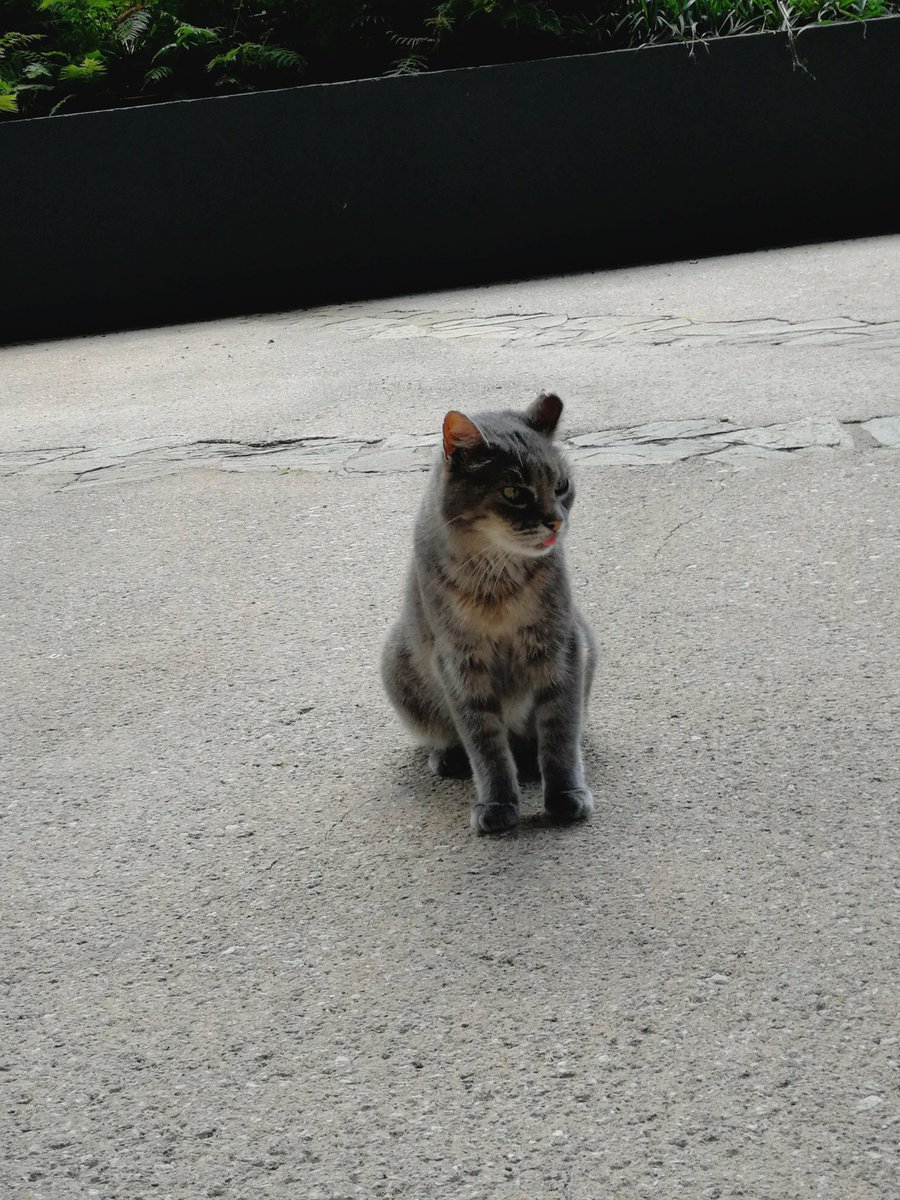 quaibranly's tweet photo. Pour cette  #journéeinternationaleduchat nous vous présentons la mascotte de notre jardin ! Arrivé il y a quelques années, il a été adopté par le personnel qui en prend soin au quotidien. Peut être l'avez vous déjà croisé au détour d'une allée ? https://t.co/cWhvI7fFiE