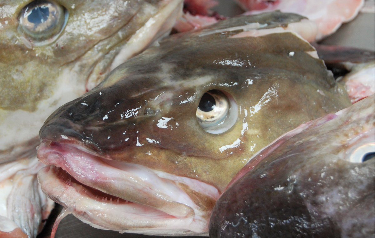 FirstCoast1's tweet image. On specials tonight we are recreating a traditional Lombok fish head curry with £2.00 from each dish sold going towards the earthquake relief fund set up by an ex chef of First Coast who is working there.
justgiving.com/crowdfunding/l…