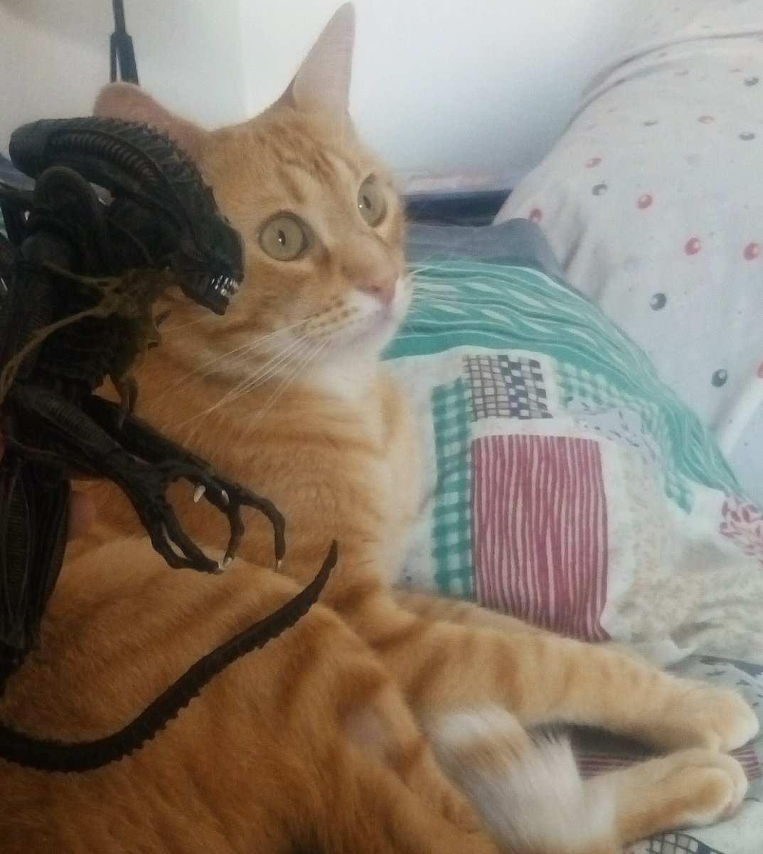 PaskuDelegido's tweet photo. Gato Jonsey, he vuelto a por ti en el #DiaInternacionalDelGato https://t.co/x6V2WNF5rF