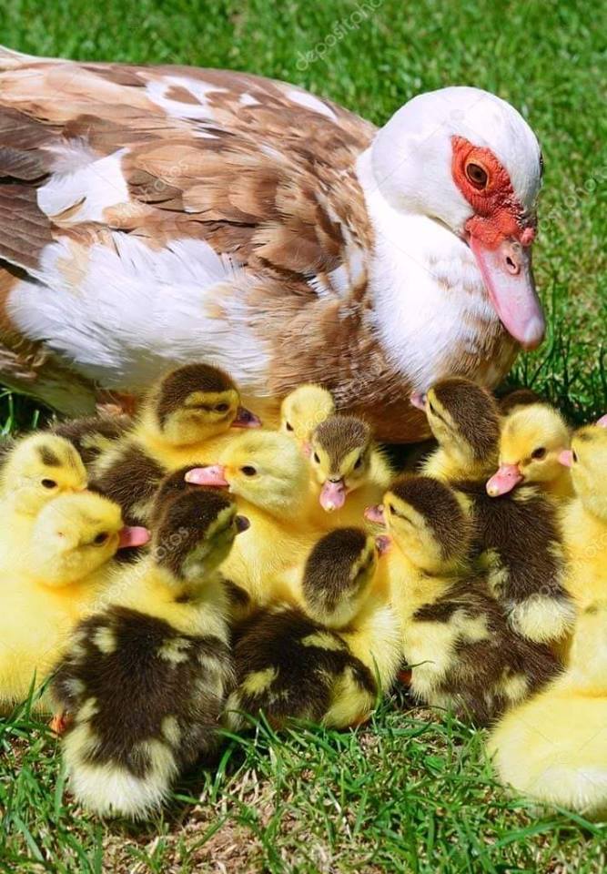 GorselSl's tweet image. #beautifulfamily