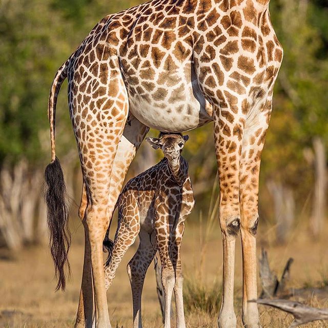 My mom is my umbrella 😍😍😍
Photo credit to Willbl
#joysafaribay #wildlifephotos #wildlifephotographer #wild #africa #wildlifephotography #nature #wildlife #wildlifepics #animals #animalpics #animalphotos #mothernature #tanzania #kenya #southafrica #travel #tour #tourism