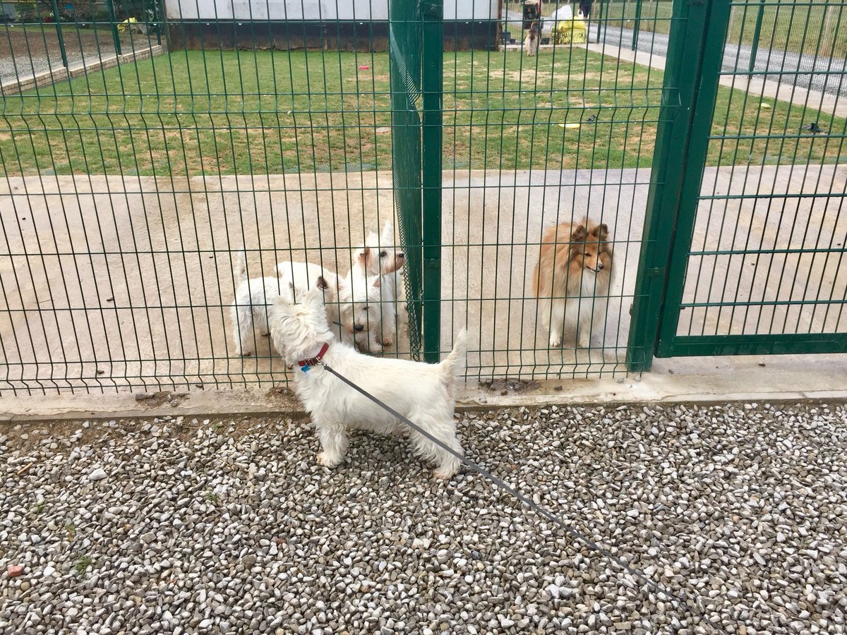 LittlePoochUK's tweet photo. Harvey gets to meet his new furry friends. #cute #DogsAreJoy https://t.co/TaJxg0RSCY