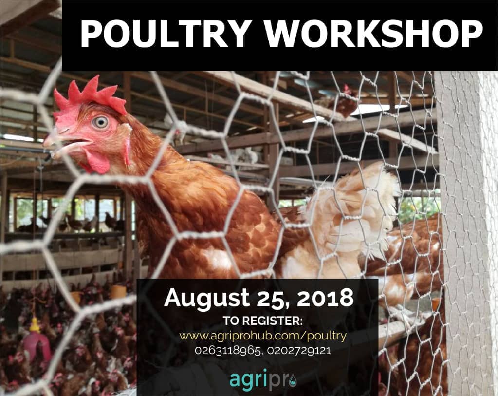 Agriprotweet's tweet photo. Are you a young Ghanaian resident interested in #agribusiness? Have a business idea in the #poultry sector? 

Then join us on 25th August at The Career Hub, Adenta for the Poultry Workshop and The Poultry Challenge.

Visit https://t.co/SnMWibayH9 for more info or call 0202729121 https://t.co/jzXxAXdSWr