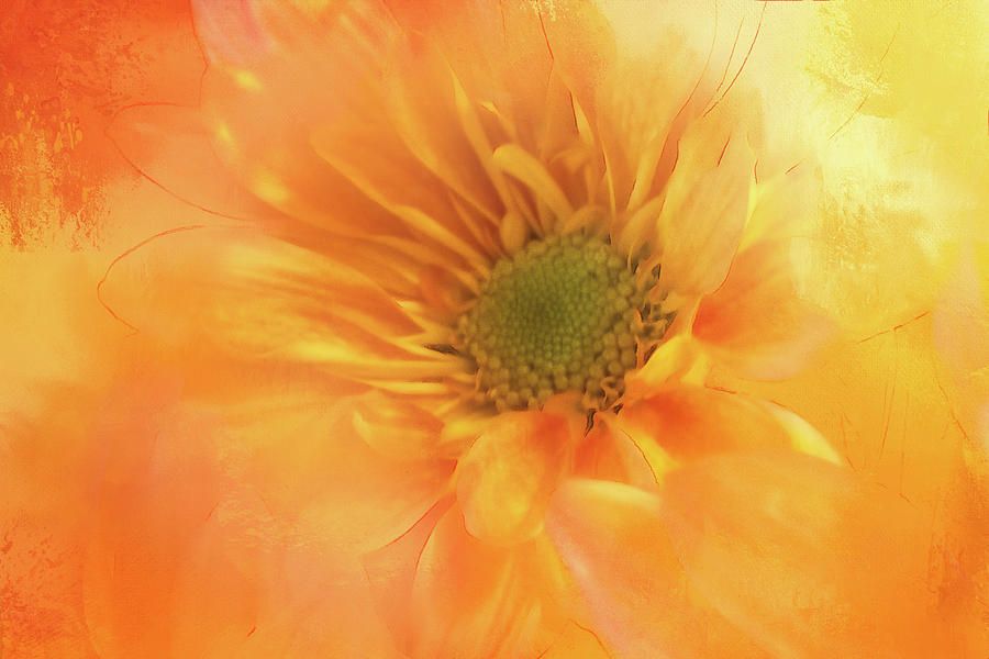 TerryIKON's tweet photo. "Orange Carmel Daisy" by Terry Davis https://t.co/5pQwHB9BEl
#Orange #Daisy #Briight #Flower #TerryDavis @TerryIKON https://t.co/tsYtMupeDM