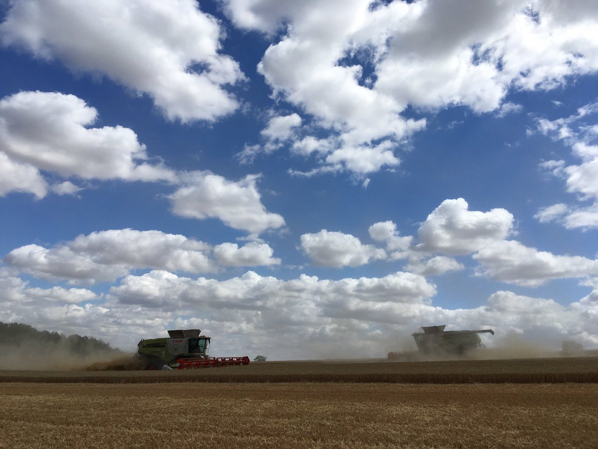 Not much wheat left to get at now...
