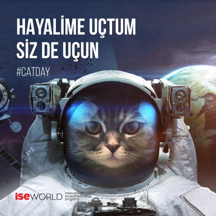ISE_World's tweet photo. Bu sevimli kediyi uzaya kimin çıkardığını bilemiyoruz. #NASA ’ya sormakta fayda var! Siz de bu sevimli kedi gibi hayalinize uçun, mutlu olun.
#iseworld #yurtdışıeğitim #eğitimuçuşu #hayalineuç #kedigünü #catday https://t.co/2e9UoJO7fA