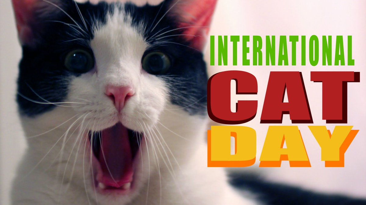 EarlyYearsShape's tweet image. Today is the day to appreciate all our feline friends! Are you a cat or a dog person? Or neither? Why not tweet us your favourite cat pictures! #InternationalCatDay