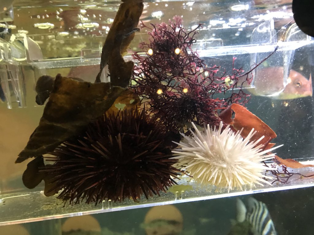 WASSE__'s tweet image. ウニのアルビノ