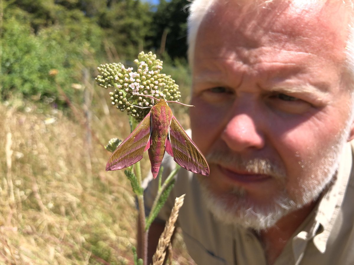 WildlifeGadgets's tweet photo. Off to @Froizesuffolk this morning. Moth trap has been out all night so hoping for some more of these beauties (hawk moths) inside. #Suffolk #FroizeUncovered https://t.co/PIgUgFtByn