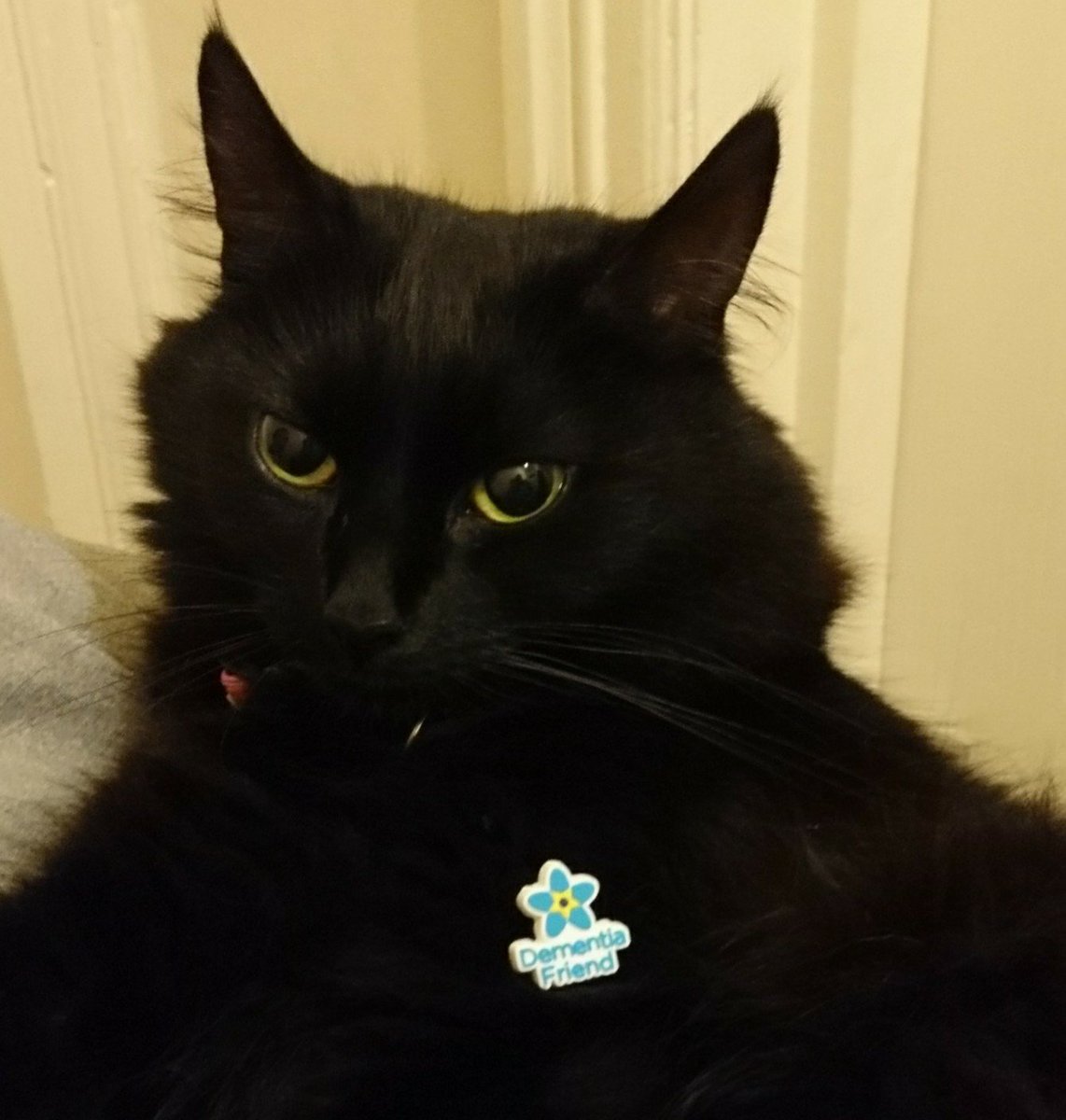 DementiaFriends's tweet photo. Anyone of any age can become a Dementia Friend - though sadly not cats! #InternationalCatDay Join now: https://t.co/iD15knRz2C https://t.co/hkOE7DniLz