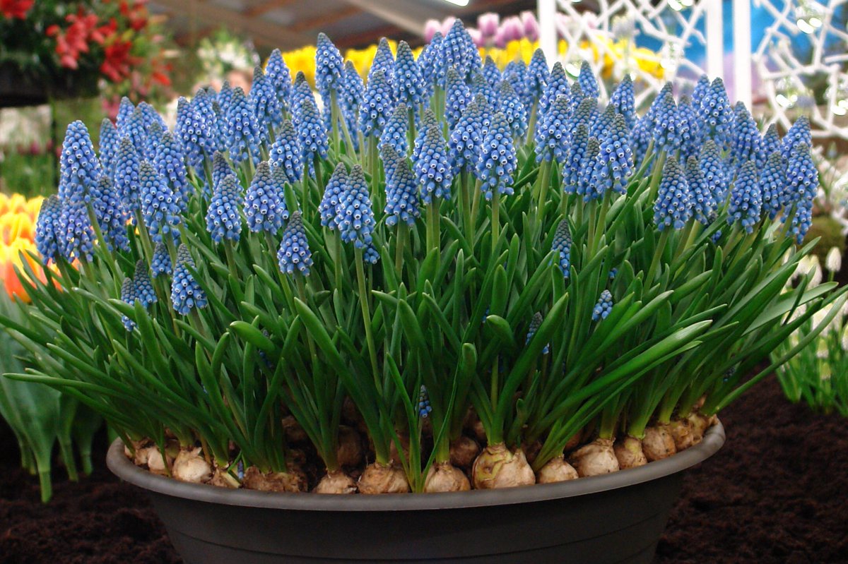 BolthaBV's tweet photo. Deze week worden er volop Muscari’s afgeleverd #Muscari #bluemagic #whitemagic #blauwedruifjes #wittedruifjes #Boltha https://t.co/w04kq1JjRF